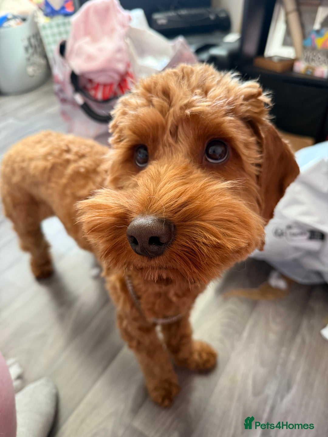 Cockapoo dogs for stud: 1 year old cockapoo for stud - Image 4
