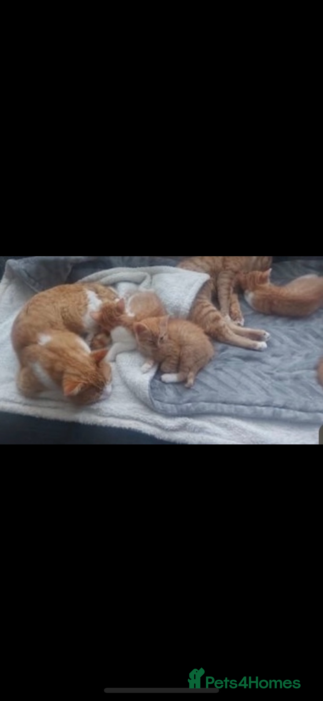 Mixed Breed cats for sale: Beautiful kittens ready to go now  - Advert 26