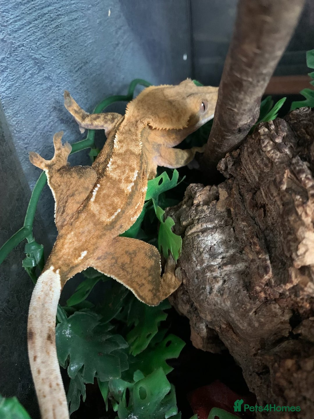 Gecko reptiles for sale: Red Tiger Crested Gecko - Image 2