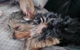 Yorkshire Terrier dogs for sale: Tiny yorkie  - Image 2