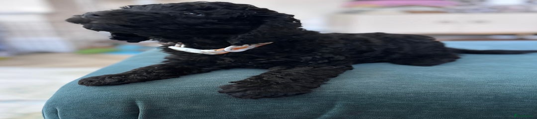 'Apollo' - Green Collar