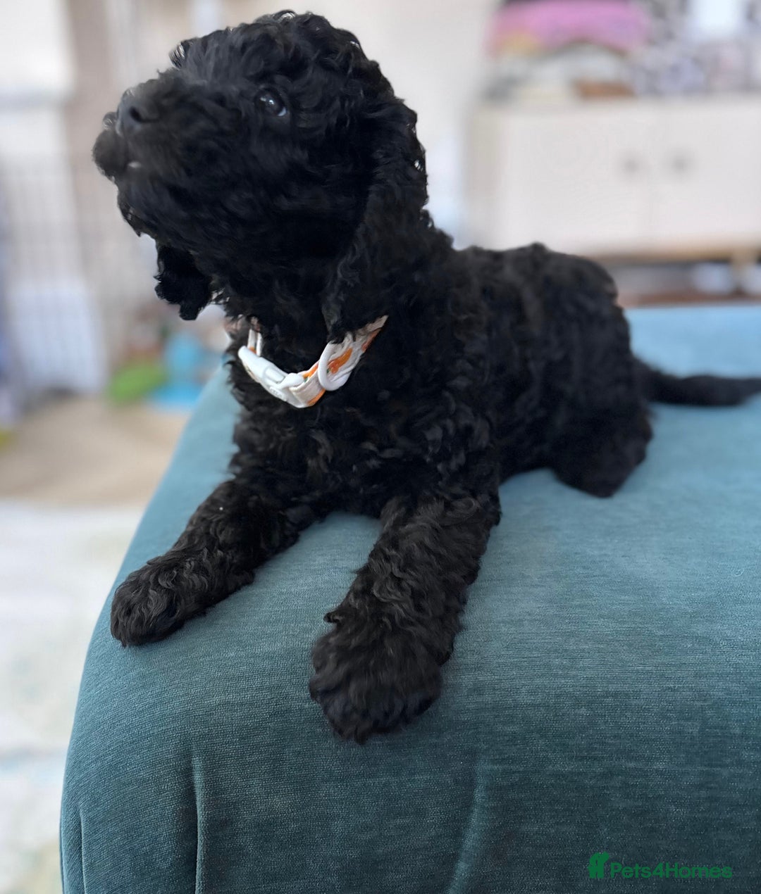 Cockapoo dogs for sale: Daisy Doodles & Marvels Pups in Spilsby - Image 3