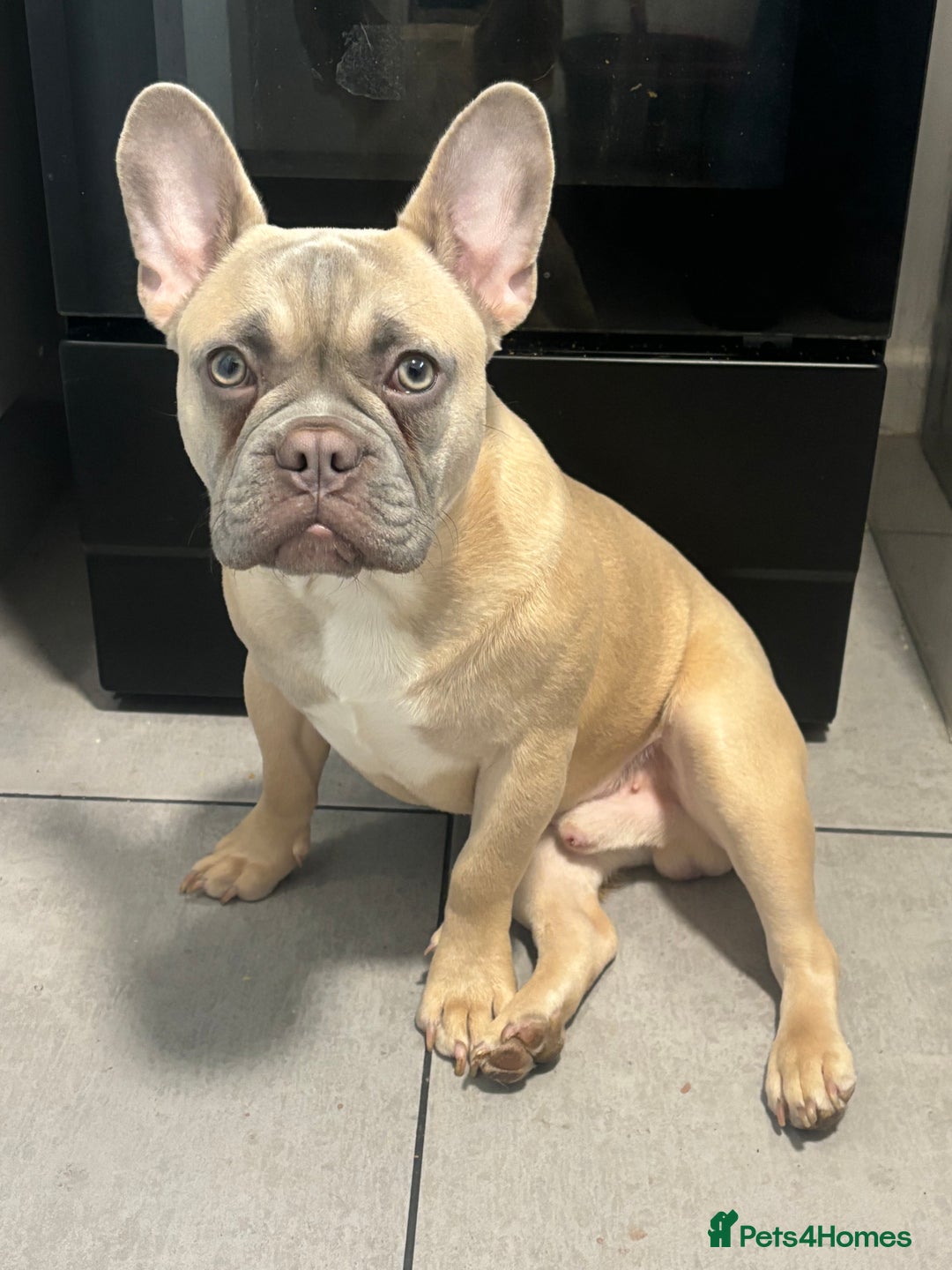 French Bulldog dogs for sale: AVAILABLE 6 month old male French bulldog   - Advert 4