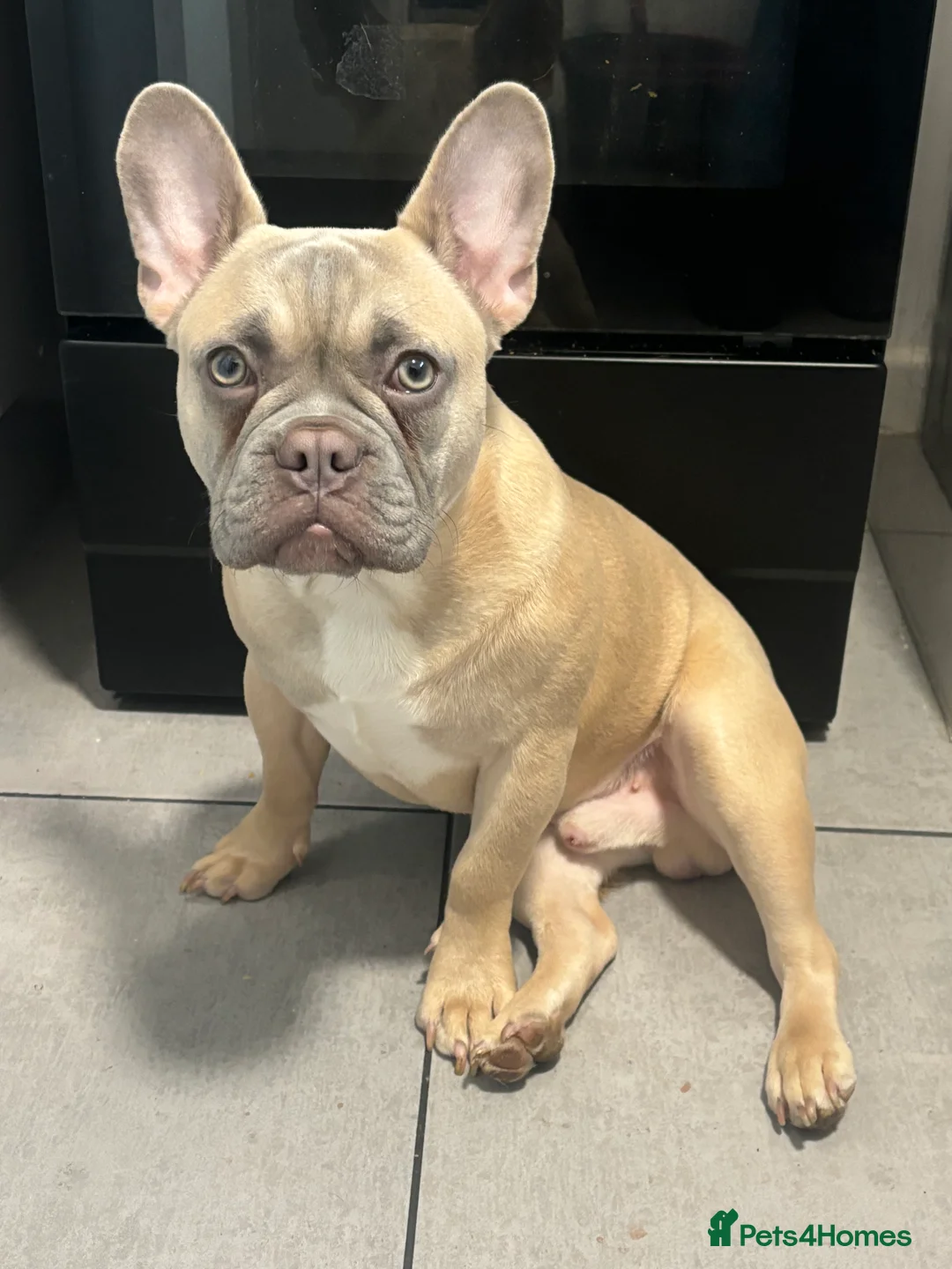 French Bulldog dogs for sale: AVAILABLE 6 month old male French bulldog   - Advert 4