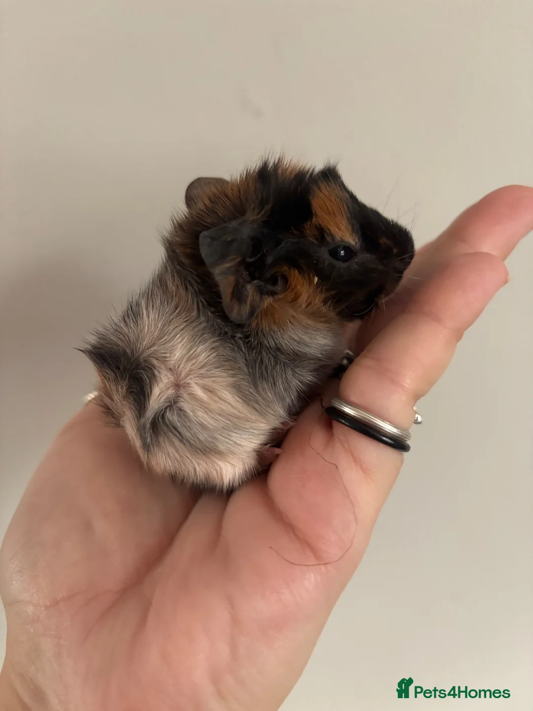 Guinea Pig rodents for sale: Baby guinea pigs - Advert 2