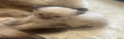 Ragdoll cats for sale: GCCF champion ragdoll kittens 🐱 ❤️ - Advert 5