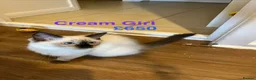 Ragdoll cats for sale: 💖Fabulous Pure Ragdoll Kittens Waiting for Love❤️ - Advert 27