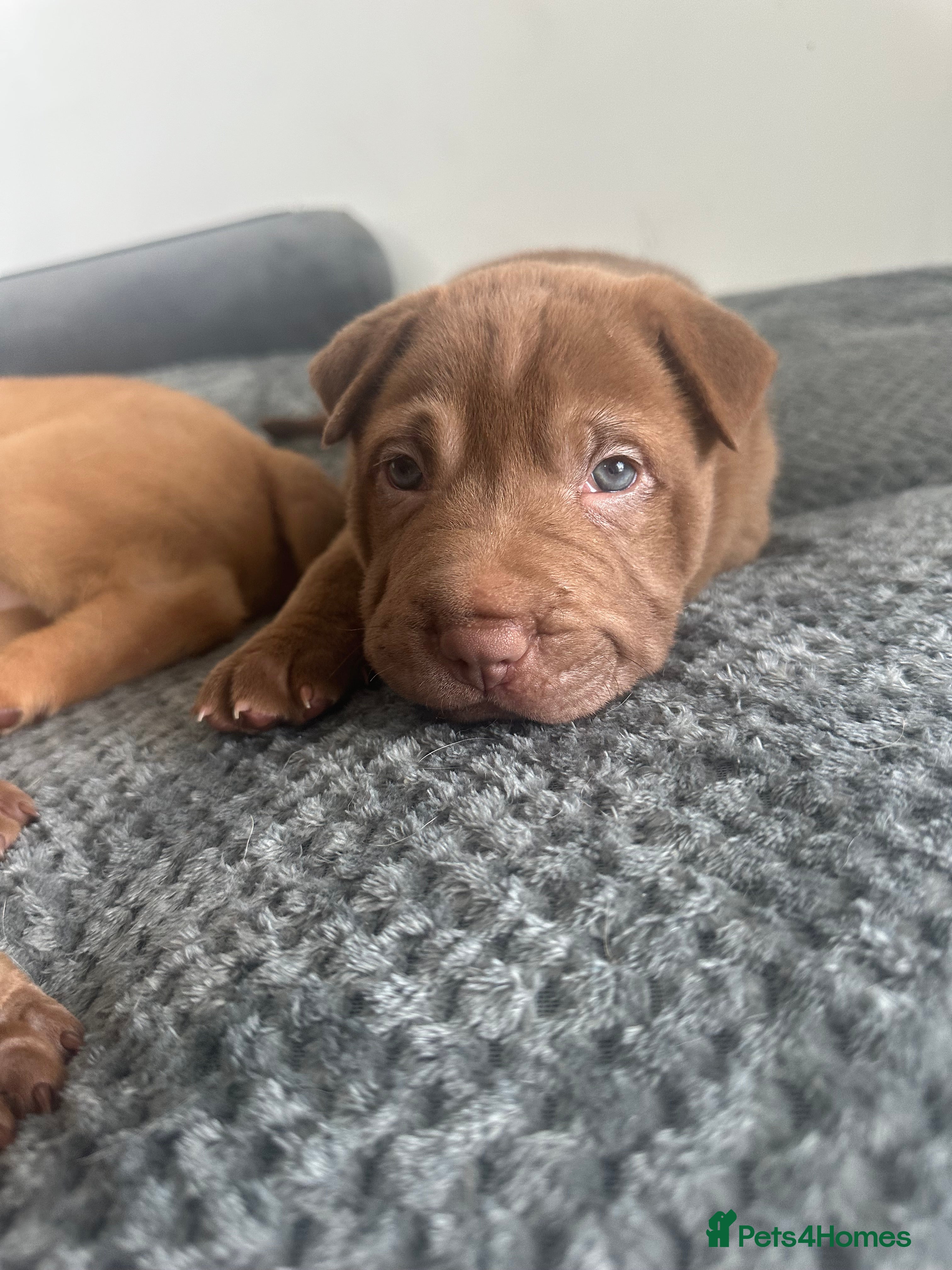 Mixed Breed dogs 3 LEFT bull x babies  - Advert 7