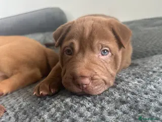 Mixed Breed dogs 3 LEFT bull x babies - Advert 7