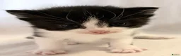 Domestic Shorthair cats for sale: Domestic SH kittens for reserve ₍^. .^₎⟆ - Advert 2