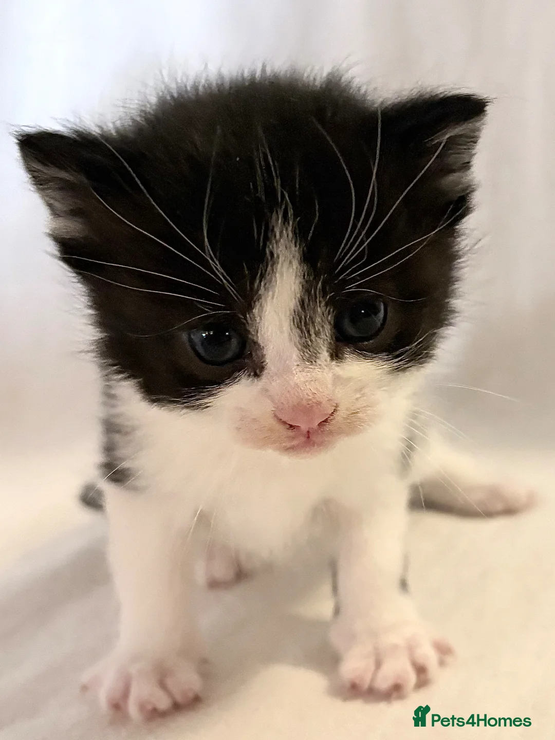 Domestic Shorthair cats for sale: Domestic SH kittens for reserve ₍^. .^₎⟆ - Advert 2