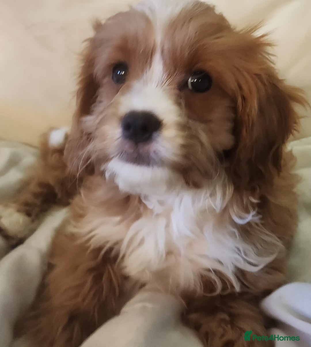 Cavapoo dogs for sale: Adorable Red&White Cavapoo Puppies Available Now  - Advert 2
