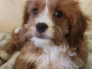 Cavapoo dogs Adorable Rubyred & White Cavapoo Puppies 🐶 - Advert 8