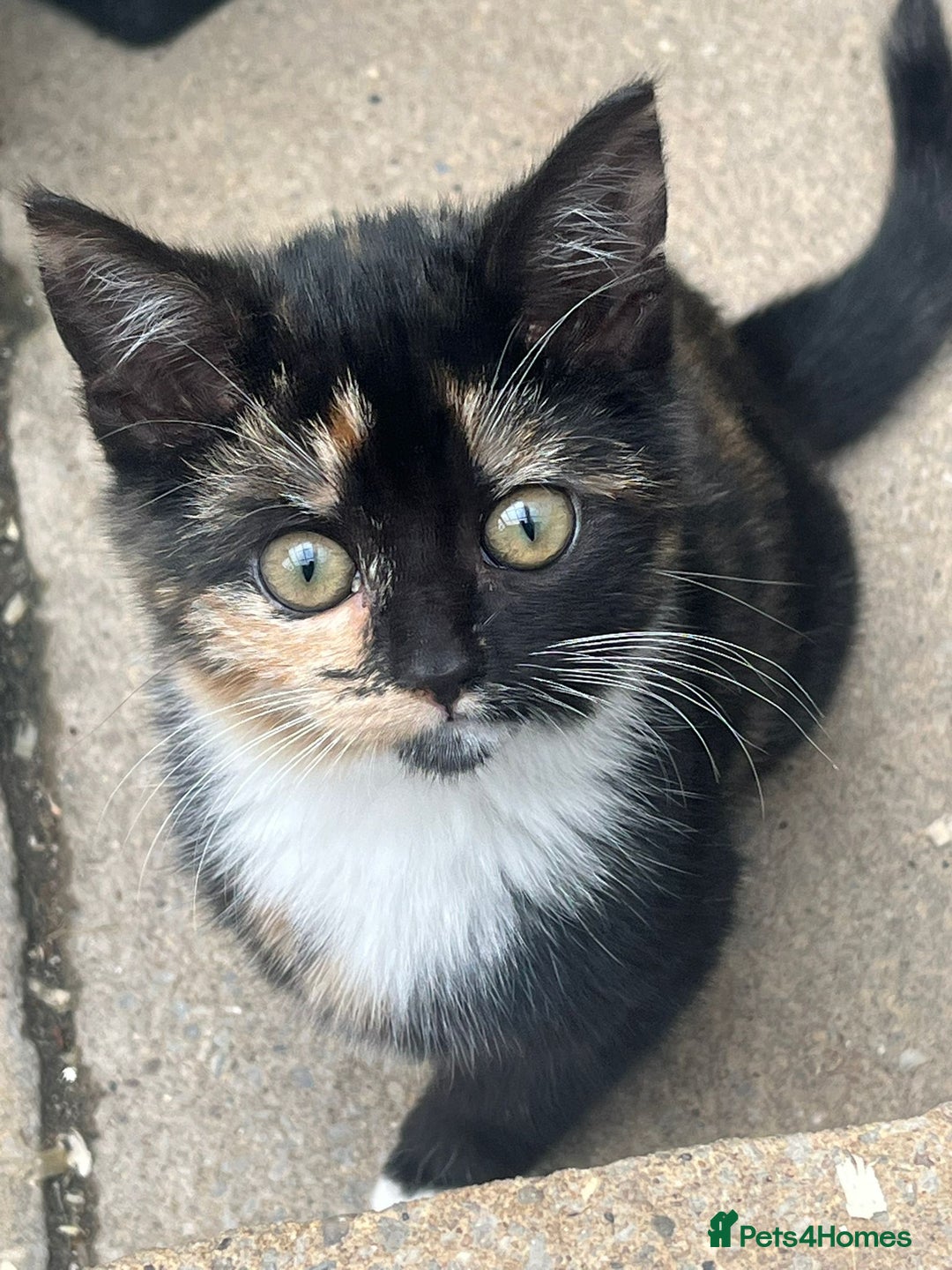 Mixed Breed cats for sale: Female Kitten  - Advert 4