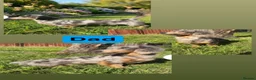 Miniature Dachshund dogs for sale: Miniature dachshund  in Basildon - Advert 10