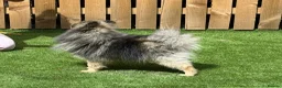 Pomeranian dogs for stud: Stormzy stud only  - Advert 6