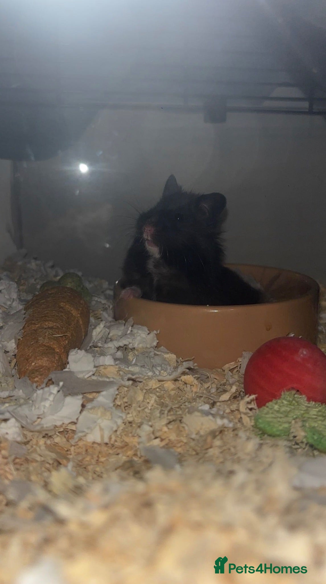 Hamster rodents Hamster for sale (including the black cage)  - Advert 5