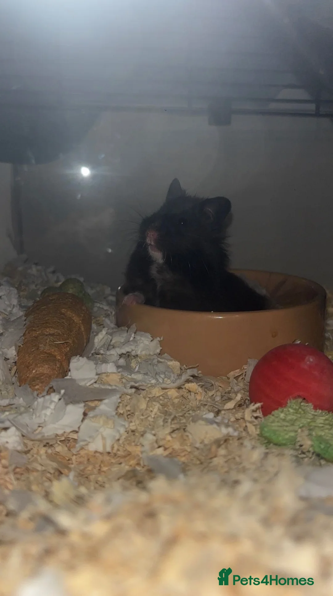 Hamster rodents for sale: Hamster for sale (including the black cage)  in Dundee - Advert 1