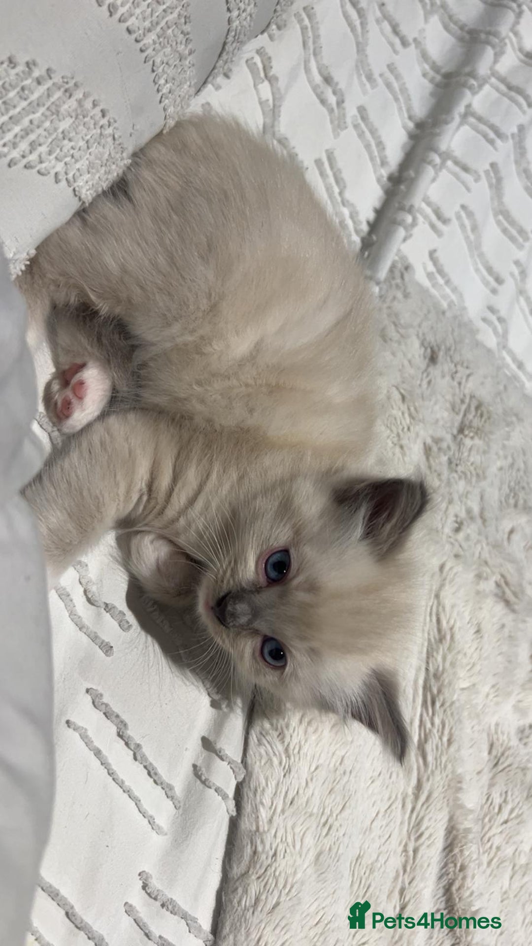 Ragdoll cats for sale: Ragdoll kittens - Image 4