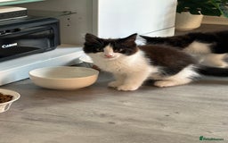 Mixed Breed cats for sale: Free free - Image 3