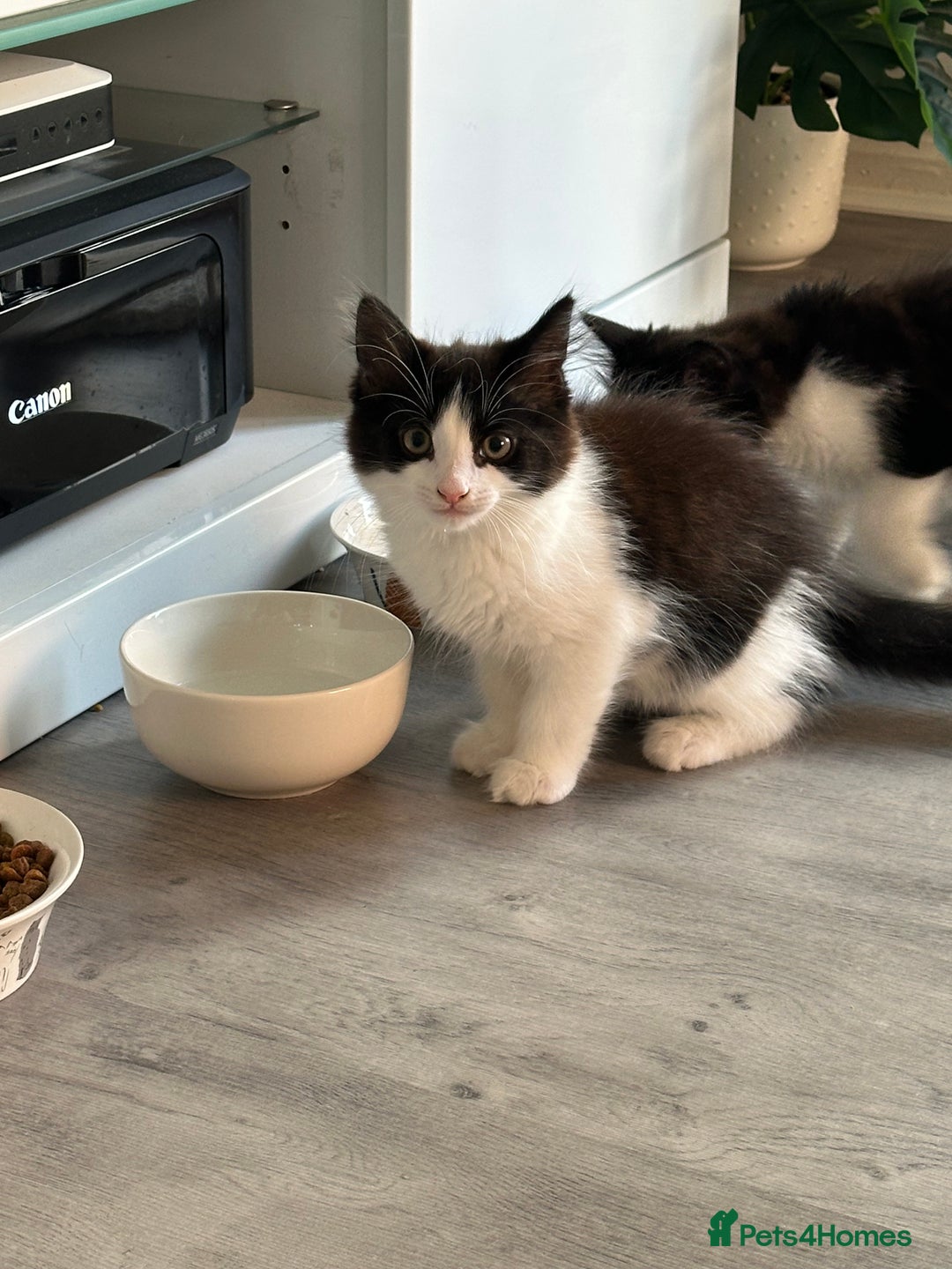 Mixed Breed cats for sale: Free free - Image 3