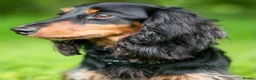 Miniature Dachshund dogs for sale: Miniature Dachshund  in South Croydon - Advert 2