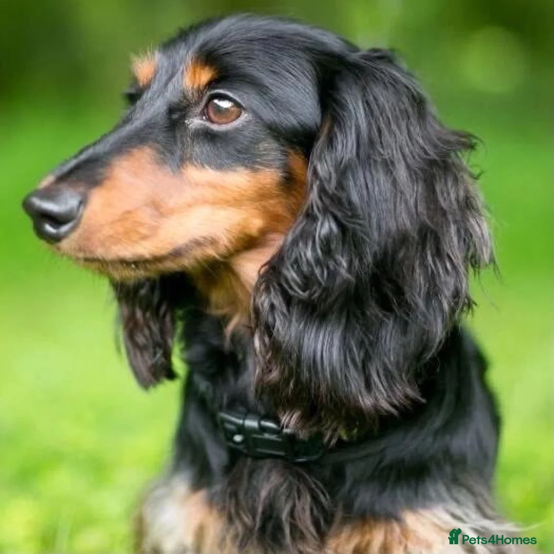 Miniature Dachshund dogs for sale: Miniature Dachshund  in South Croydon - Advert 2