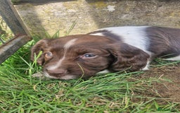 English Springer Spaniel dogs for sale: KC registered English Springer Spaniel - Image 13