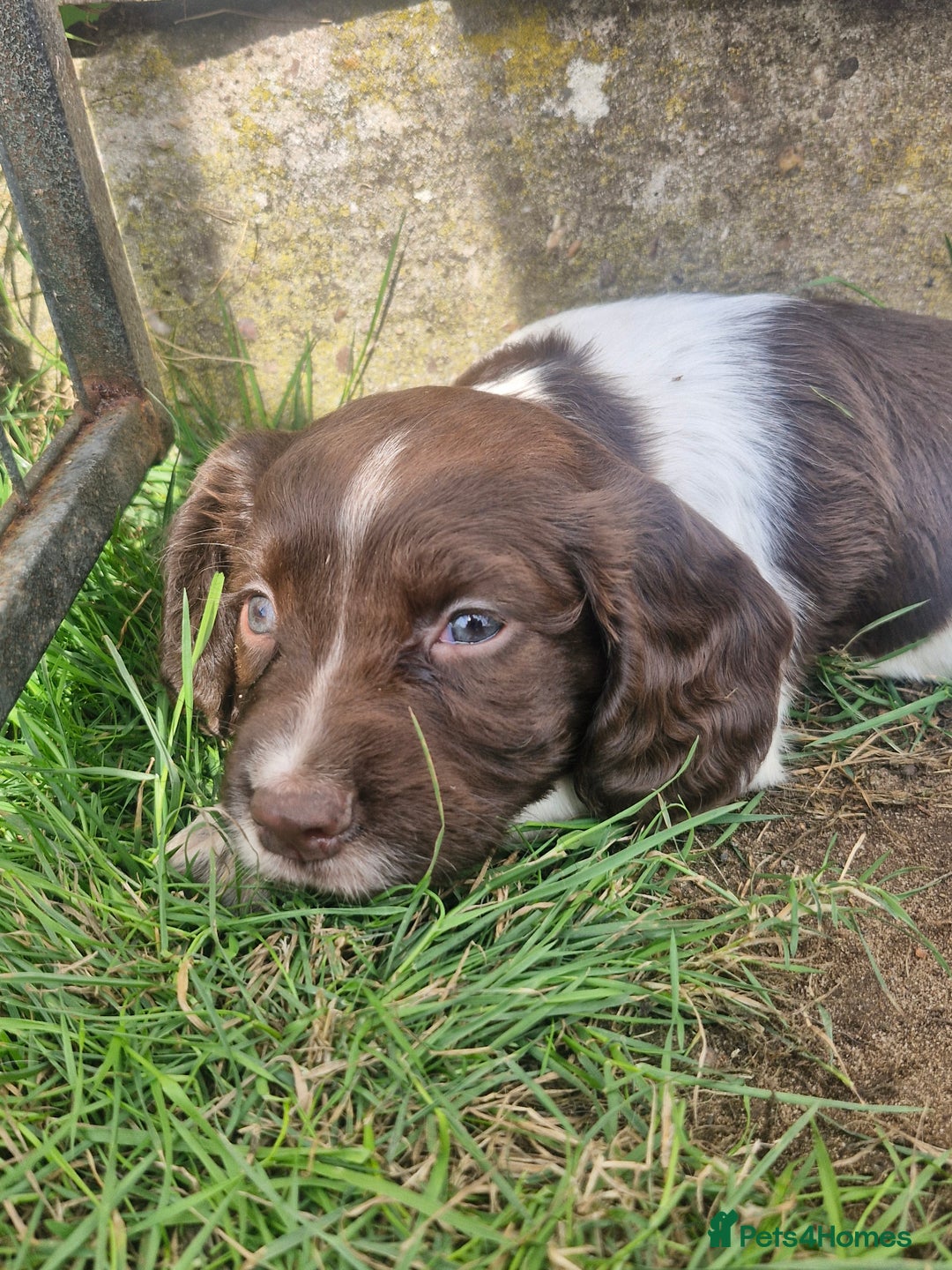 English Springer Spaniel dogs for sale: KC registered English Springer Spaniel - Image 13