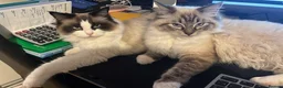 Ragdoll cats for sale: Beautiful Ragdoll Boy is looking for new home 🤍 - Advert 5