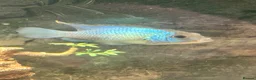 Cichlids fish for sale: Asian arowana + a load of others  in Rossendale - Advert 4