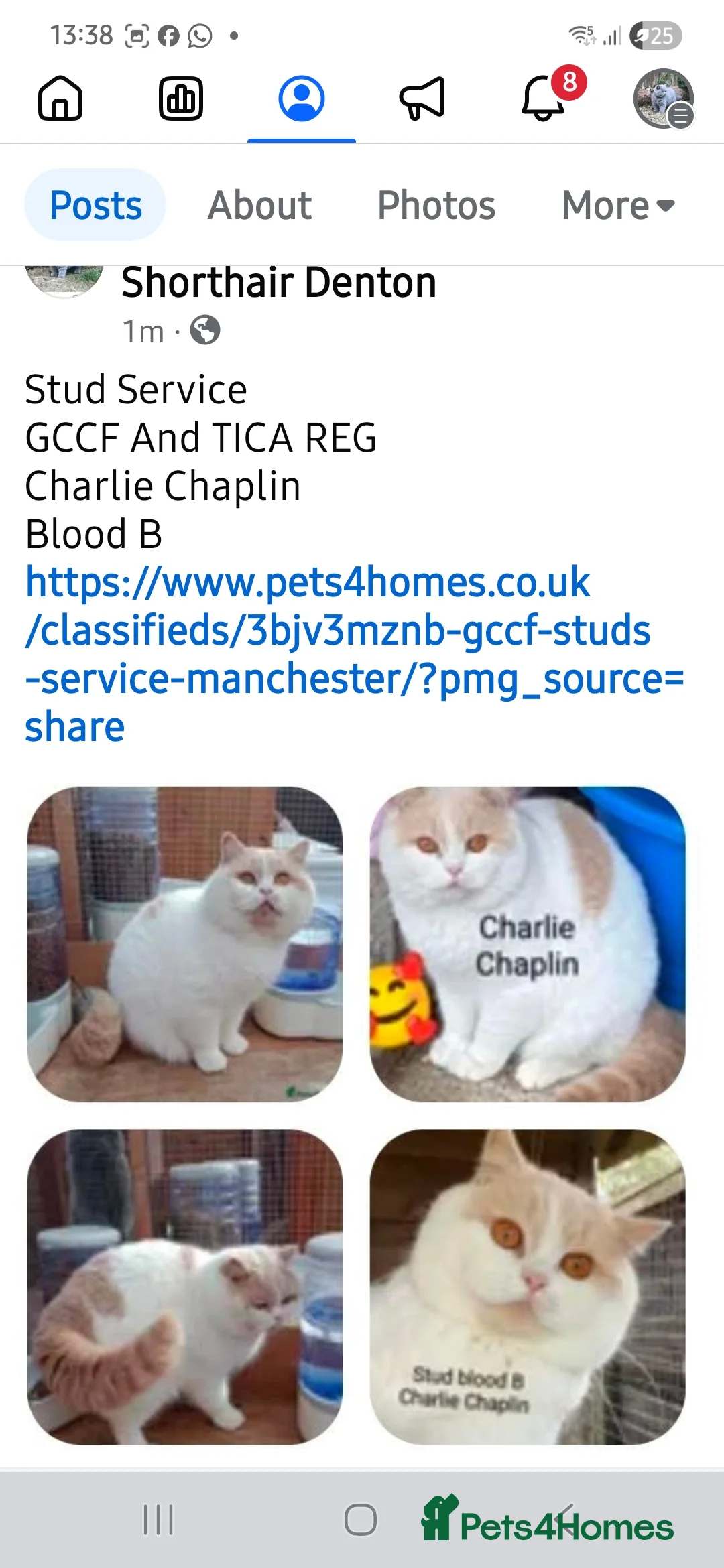 British Shorthair cats for stud: GCCF TICA STUDS  in Manchester - Advert 5