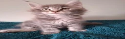 Maine Coon cats for sale: Tica registered Maine coon kittens - Advert 16