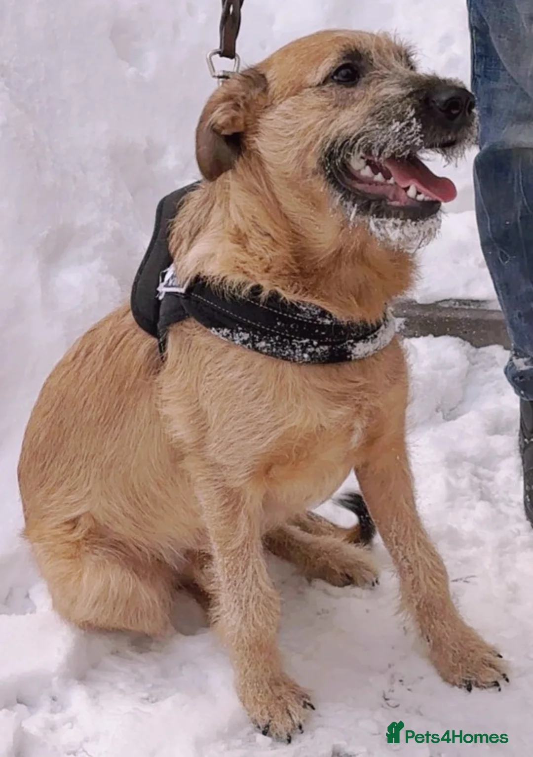 Mixed Breed dogs for adoption: 💙NIKE💙7 month old boy who lives with 17 cats🐱😍 - Advert 10