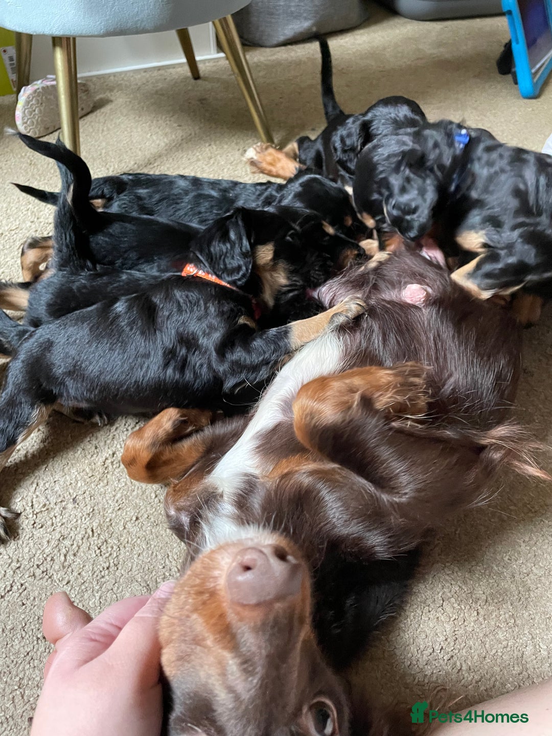 Mixed Breed dogs for sale: Cocker spaniel crosses - Image 11
