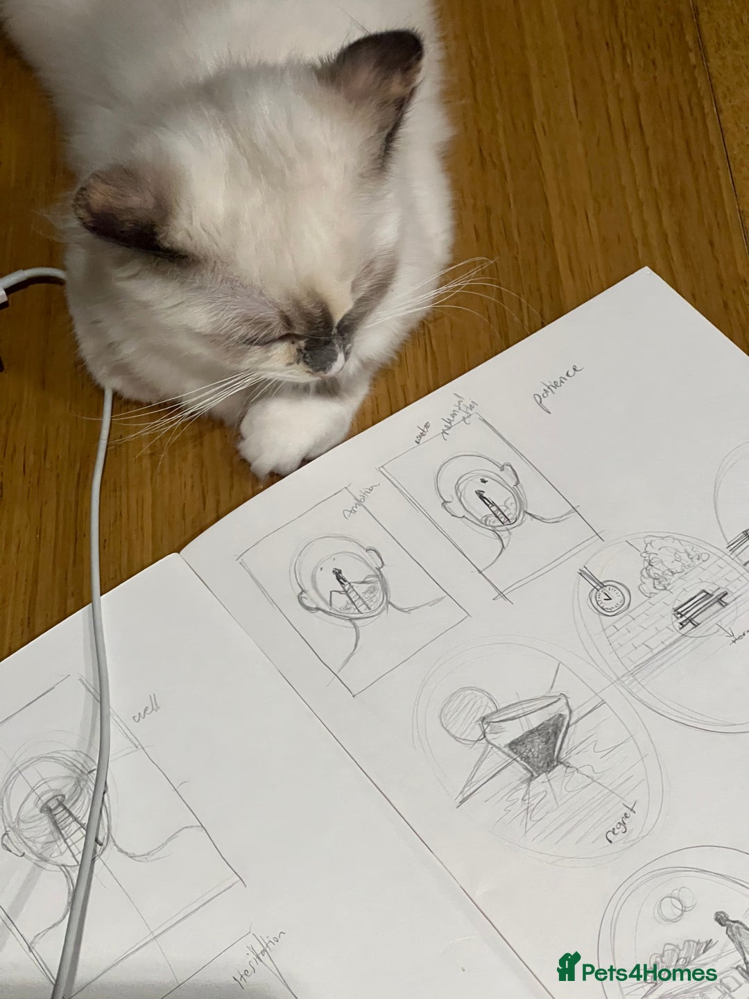 Ragdoll cats for sale: Playful Indoor Cat Kiki-Fully Vaccinated & Healthy - Image 10