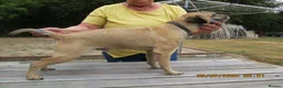 Mixed Breed dogs for sale: boreder patterdale crose borderdal,s - Advert 6