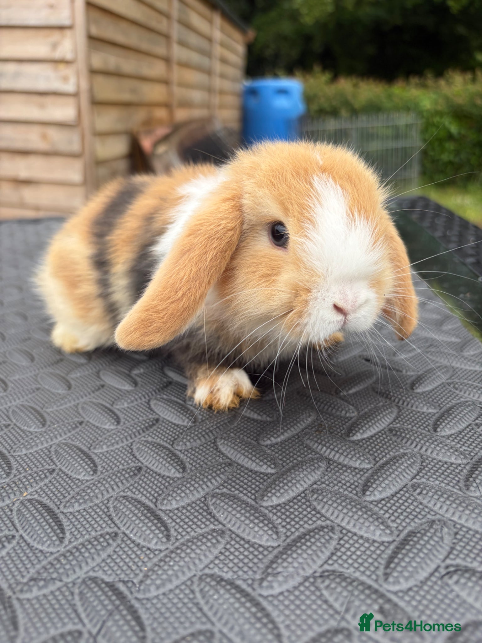 Mini Lop rabbits for sale: Mini Lops for sale  - Advert 1