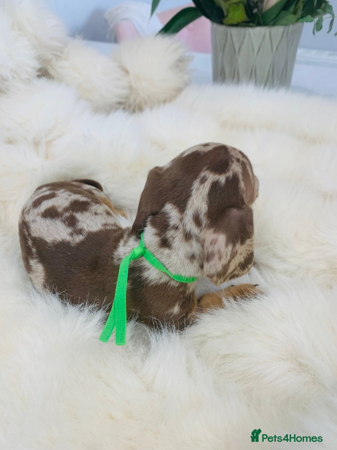 Miniature Dachshund dogs for sale: Miniature Dachshund KC Registered  - Image 16