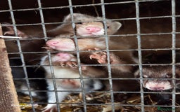 Ferret rodents for sale: 9 Ferrets for sale - Image 11