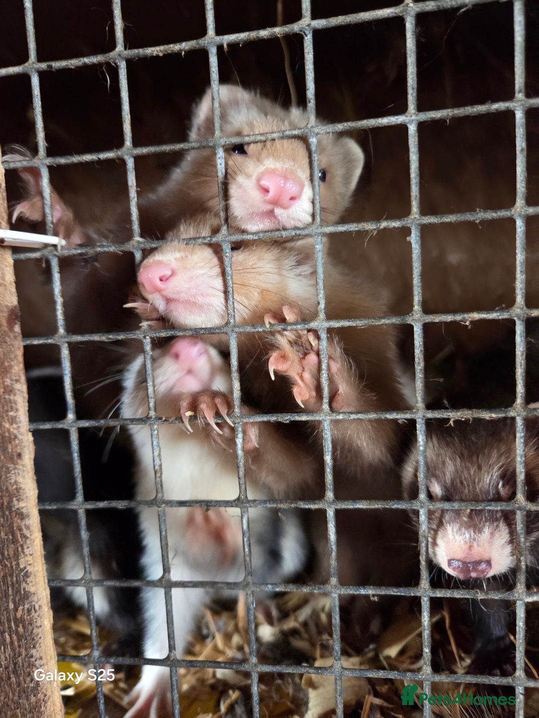 Ferret rodents for sale: 9 Ferrets for sale - Image 11