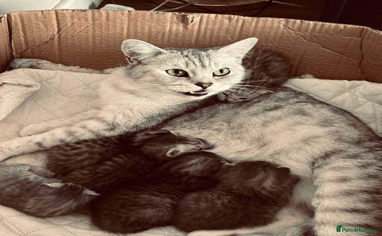 British Shorthair cats - Advert 1