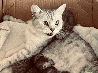 British Shorthair cats for sale - Advert 1