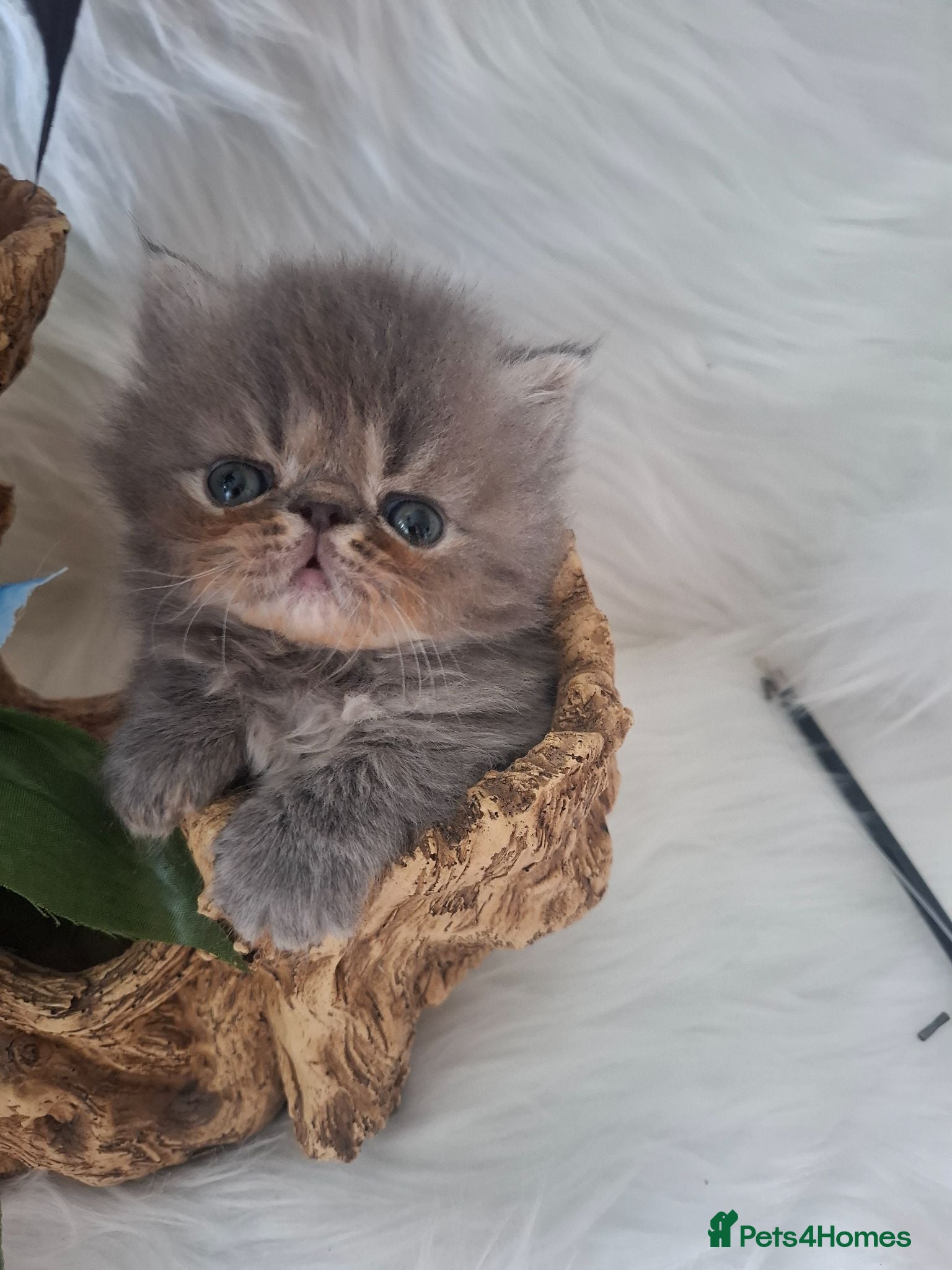 Persian cats Blue kittens  - Advert 1