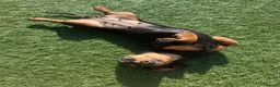 Dachshund dogs for sale: 4 Beautiful Miniature Dachshunds  - Advert 1