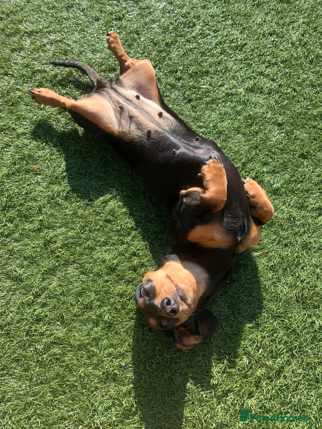 Dachshund dogs for sale: 4 Beautiful Miniature Dachshunds  - Advert 1