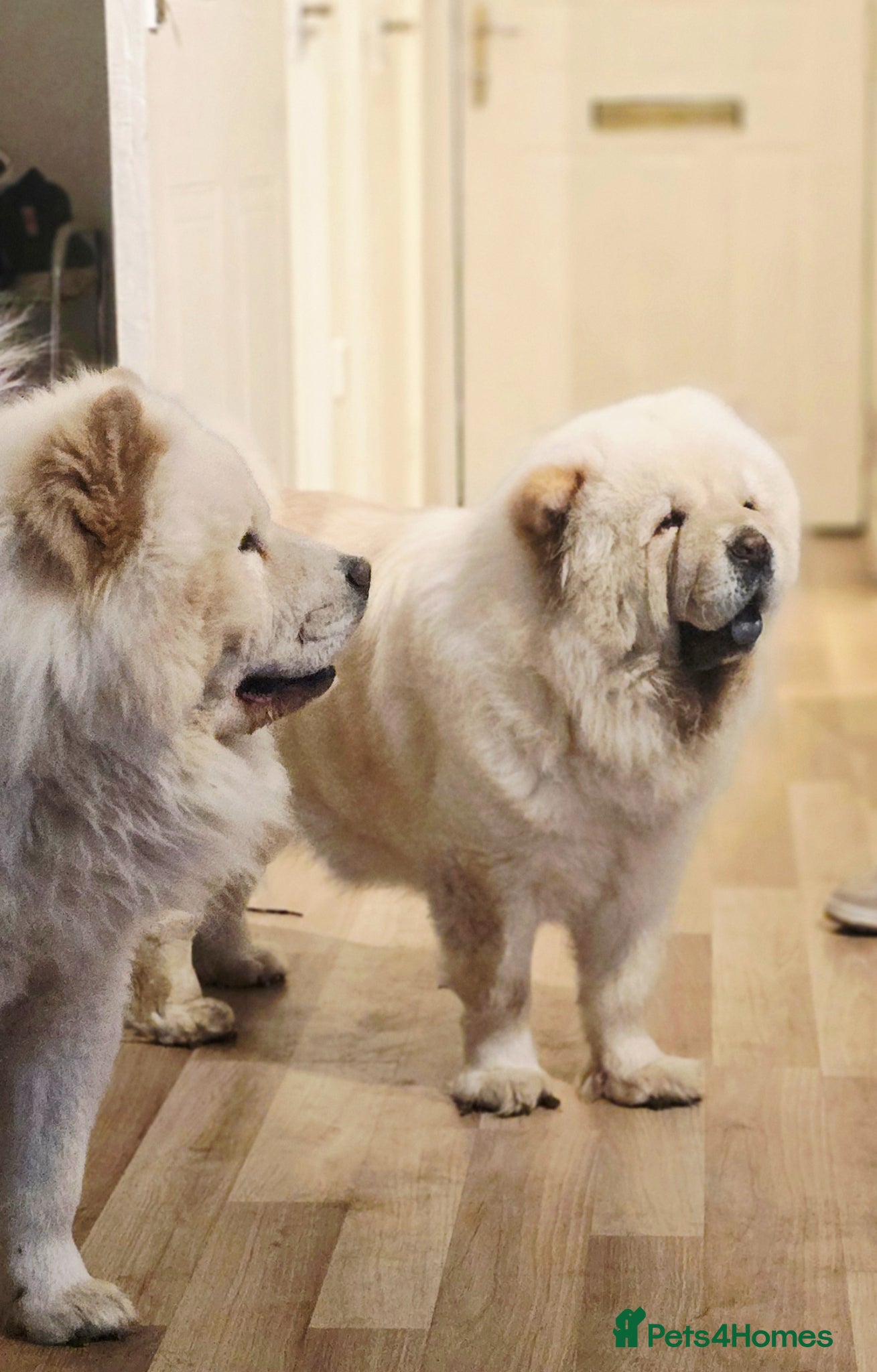 Chow Chow dogs for sale: Beautiful Chow Chow Puppies  - Advert 3