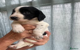 Cocker Spaniel dogs for sale: KC REG FIELD TRIAL SIRED COCKER SPANIEL PUPPIES  - Image 2