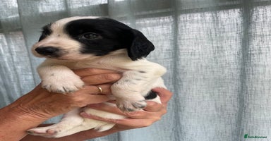 Cocker Spaniel dogs - Advert 5