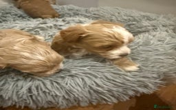 Maltipoo dogs for sale: Real life teddy bear f1 Maltipoos ❤️💥 - Image 21